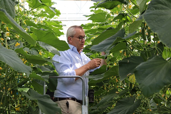 Managing Director George Beach inspecting cucumbers