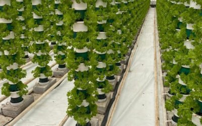 Vertical Farming- The Sky is the Limit!