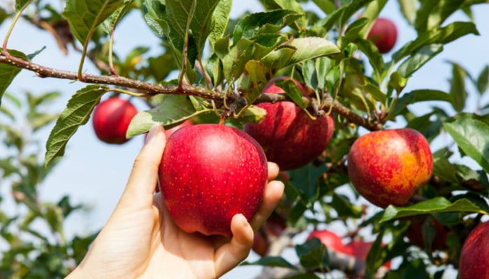 A hand grabbing an apple from an apple tree