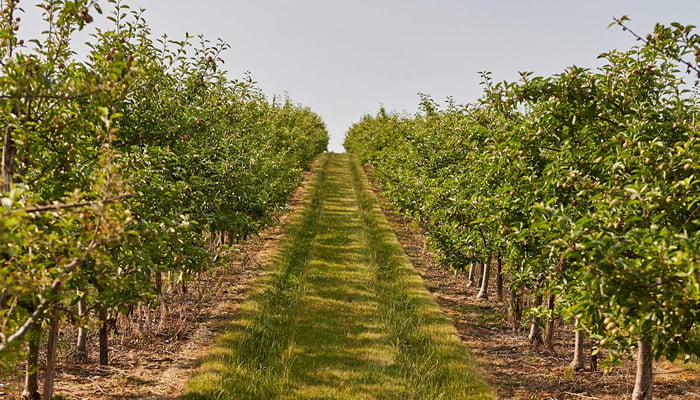 A track on mudwalls farm lined with trees up either side