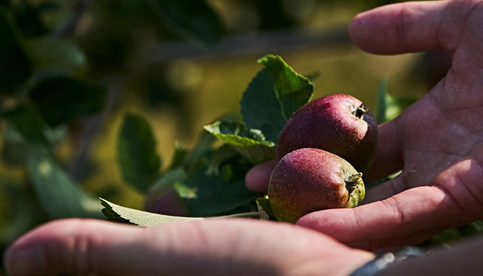 Fruit sitting on the finger tips of a mans hands