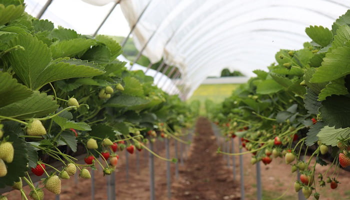 Strawberries growing inside an industrial tent on a farm