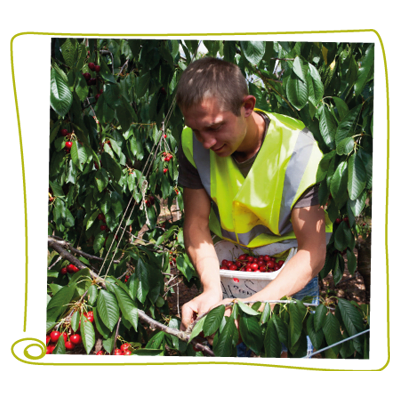 Man working in a farm picking fruit