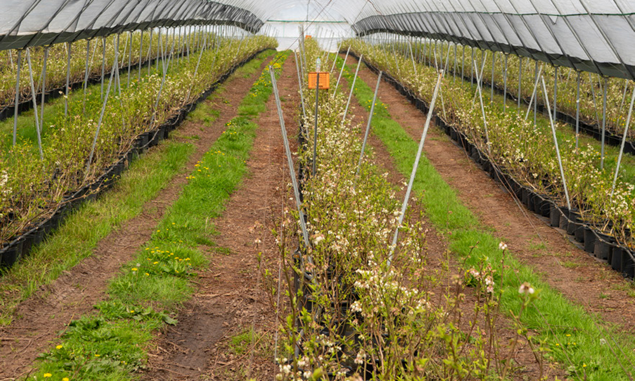 British Grower Partner Showcase 3