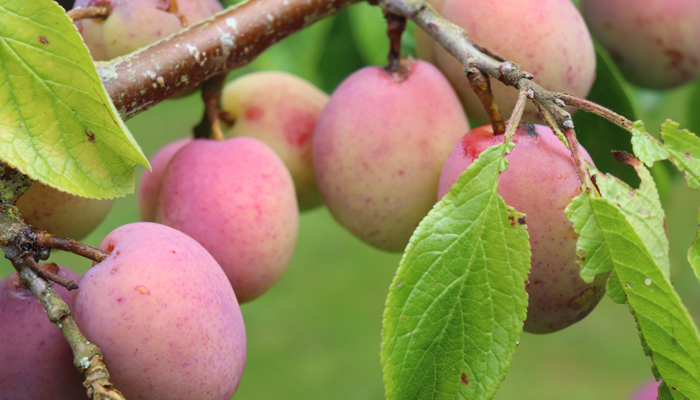 Fruit on a branch by Mudwalls Fresh Produce