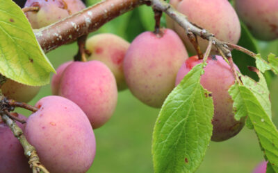 Plum Season Is Coming