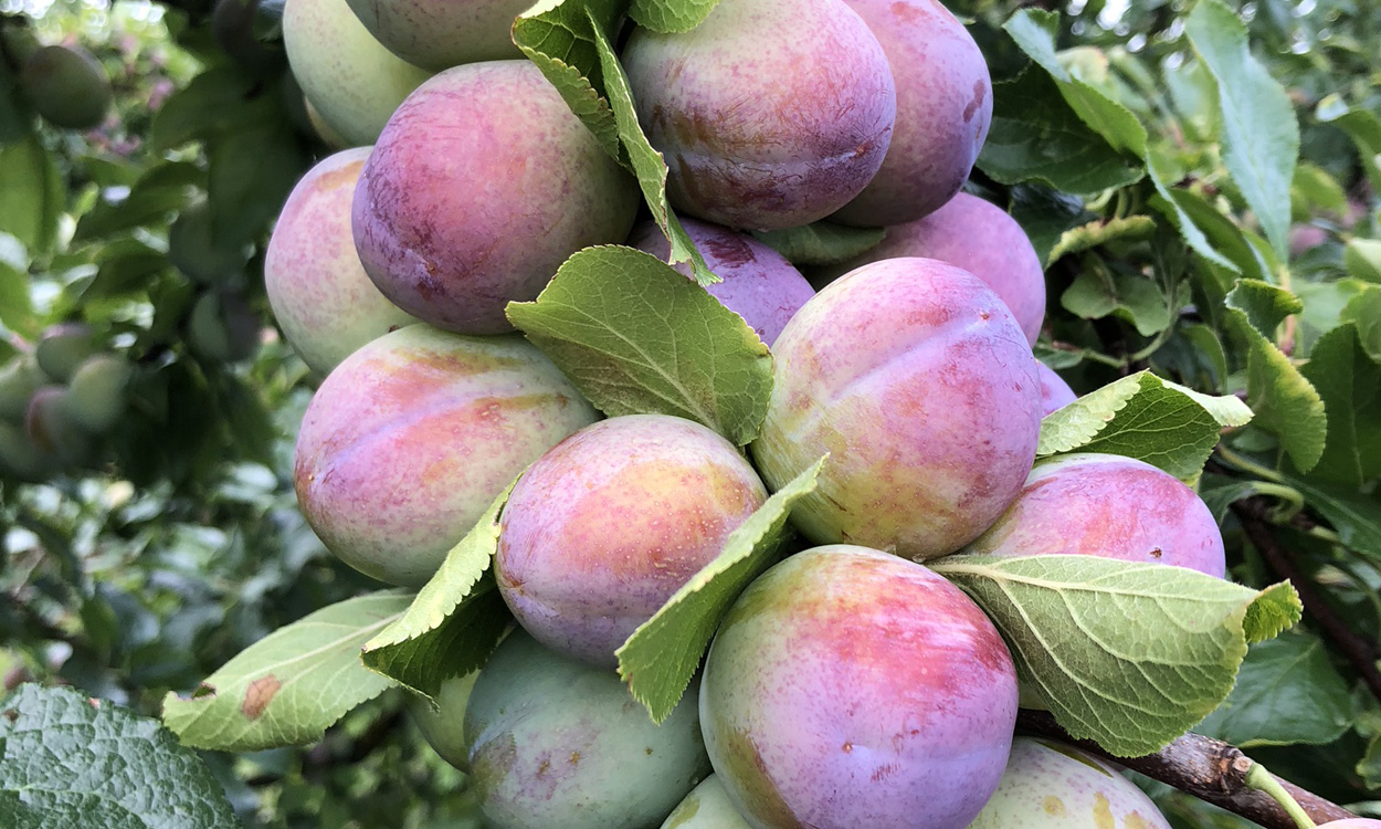 Plumbs distributed by Mudwalls Fresh Produce