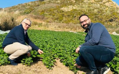 A Season to Celebrate: a Brilliant Jersey Royal Potato Harvest!